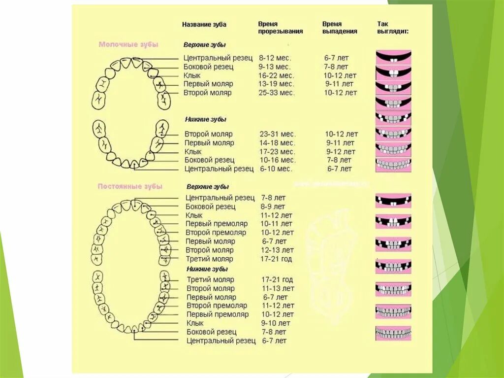 Во сколько у ребенка появляются зубы. Сроки прорезывания зубов молочные и постоянные. Схема прорезывания постоянных зубов у детей. Коренные зубы у детей схема прорезывания. Зубы постоянные у детей порядок прорезывания.