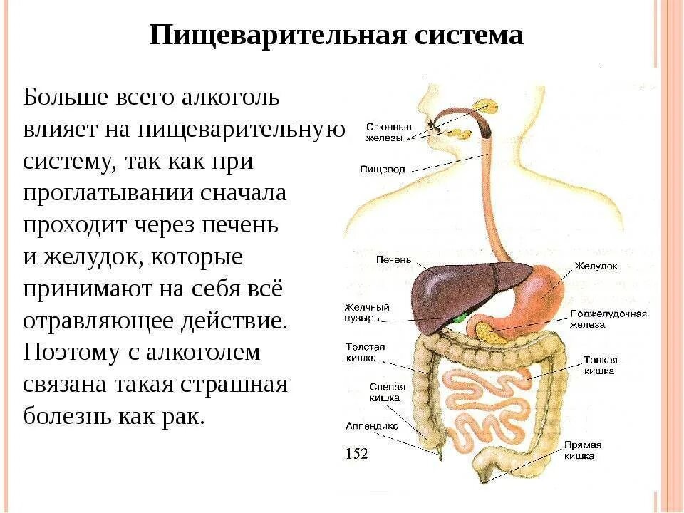 Воздействие на пищеварительную систему. Пищеварительная система человека. Схема пищеварительной системы простая. Алкоголь и пищеварительная система. Пищеварительная система характеристика кратко