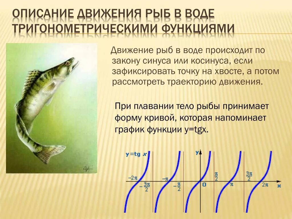 Какое движение в воде. Движение рыб в воде происходит по закону синуса или косинуса. способы движения рыб. движение рыб в воде. описать передвижение рыб.