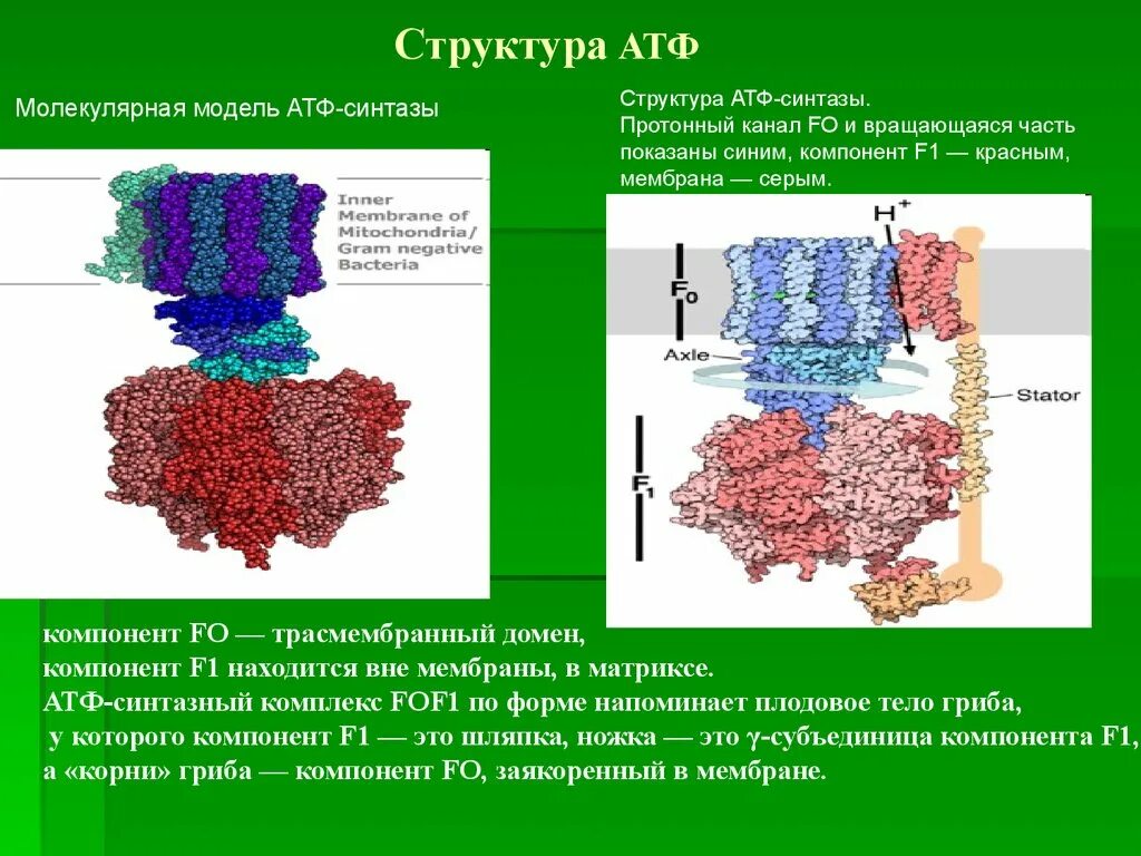 АТФ синтаза f1 f0. Комплекс митохондриальной АТФ синтазы. Протонная АТФ синтаза. Строение протонной АТФ-синтазы.