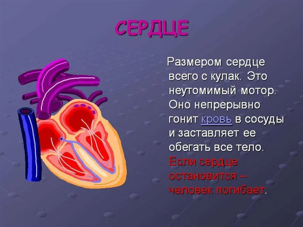 Сердце гонит. Рассказ про сердце человека. Доклад про сердце. Строение сердца человека.