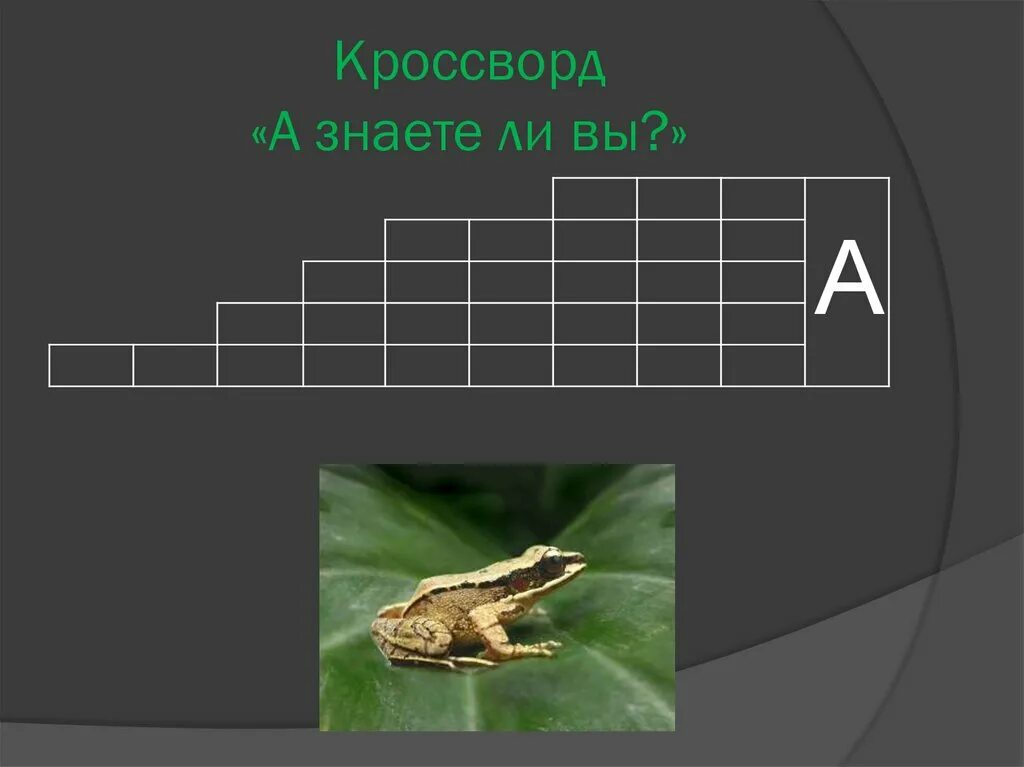 Кроссворд земноводные биология. Кроссворд земноводные. Кроссворд по теме многообразие земноводных. Кроссворд по теме земноводные. Кроссворд дыхание животных.