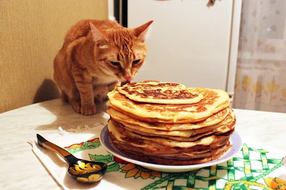 Кот с блинами. Масленица. Кот с блинами. Кот с блинами. Котик с блинчиками.