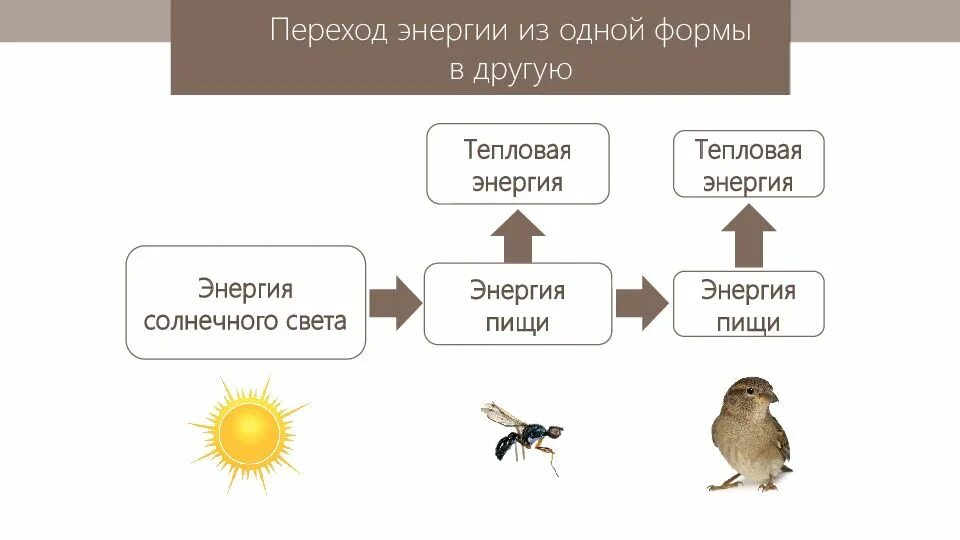 Поток энергии и цепи питания. Пищевая цепочка воробья. Поток энергии и пищевые цепи презентация. Круговорот птиц в природе.