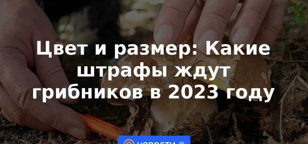 Новый закон о грибах. Не знаешь гриб не бери. Мухомор. Новый закон о грибах. Рекомендуется собирать грибы которые.