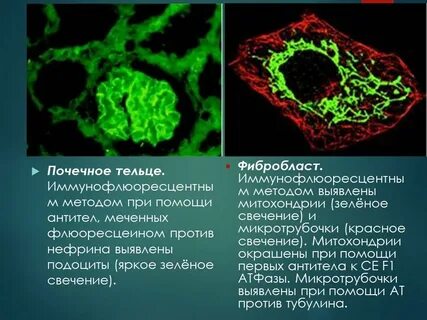 Гистохимия