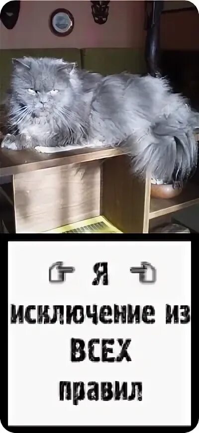 Гродно коты. Гродно коты