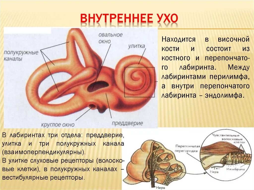 Функции улитки внутреннего уха. Строение улитки анатомия орган слуха. Строение улитки внутреннего уха. Строение костного Лабиринта внутреннего уха. 3 отдела улитки