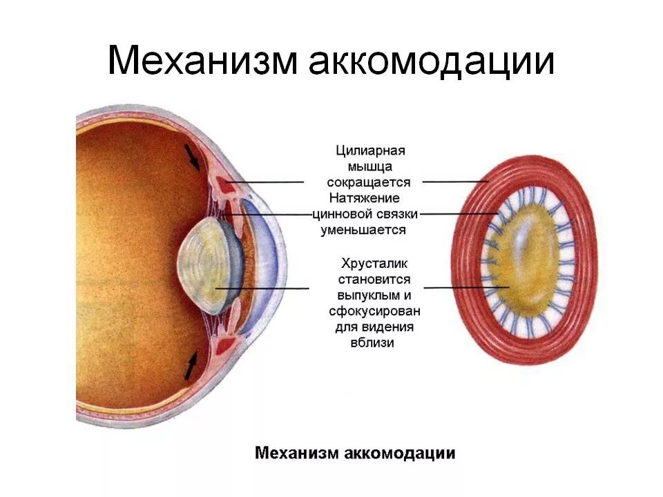 Какая структура обеспечивает аккомодацию. Циннова связка хрусталика. Аккомодация цилиарная мышца. Аккомодация глаза. Механизмы аккомодации глаза. Аккомодация Ресничная мышца.