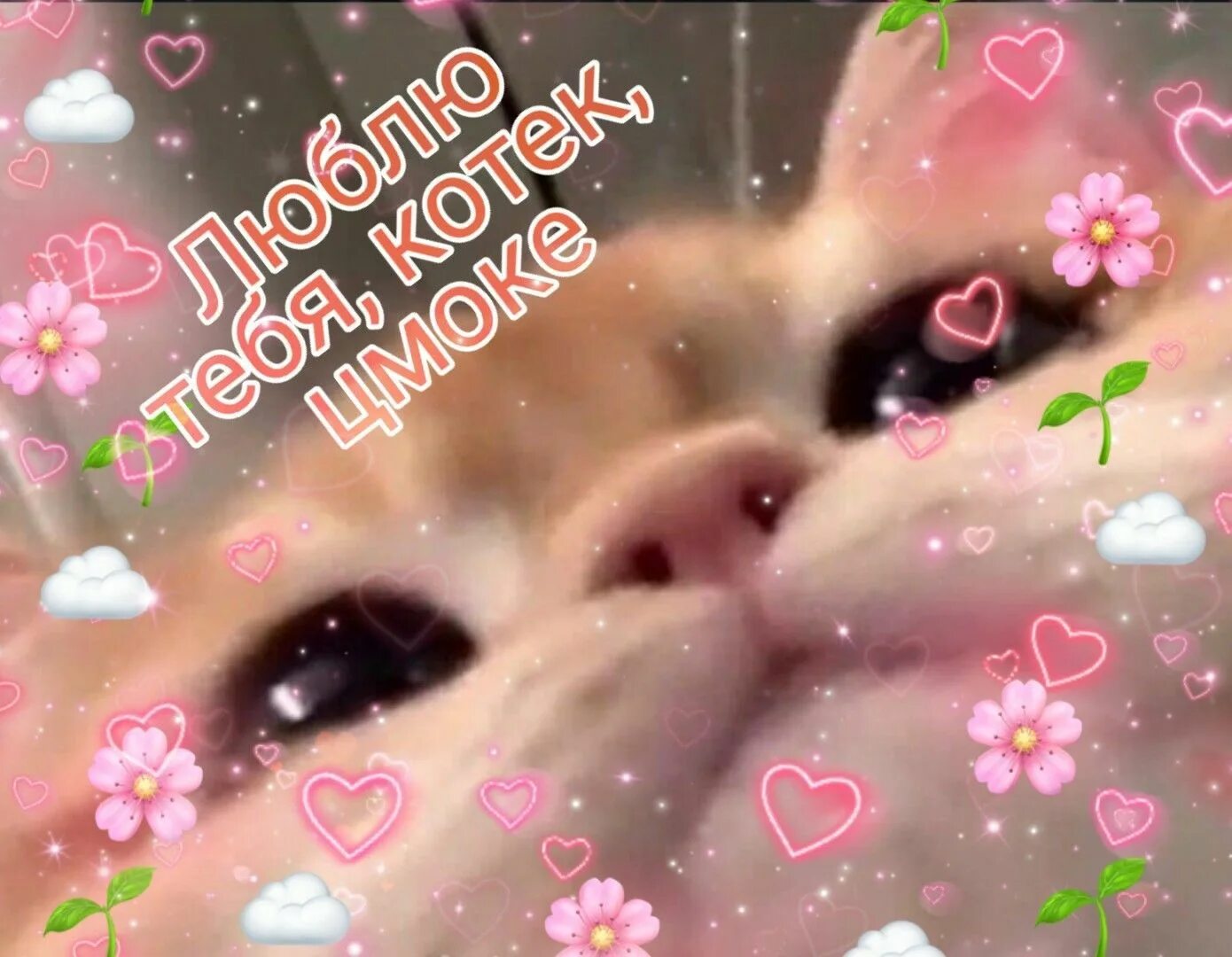 Пин на доске коты и мемы (и другие) Мемы про котов, Смешные котята, Мемы про жив