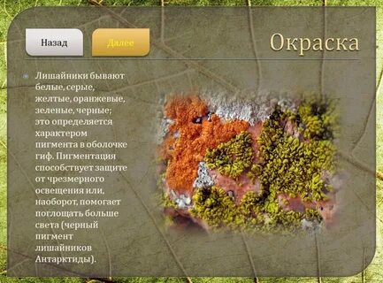 Лишайники по внешнему виду и окраске подразделяются