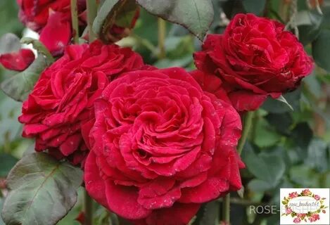La rose des