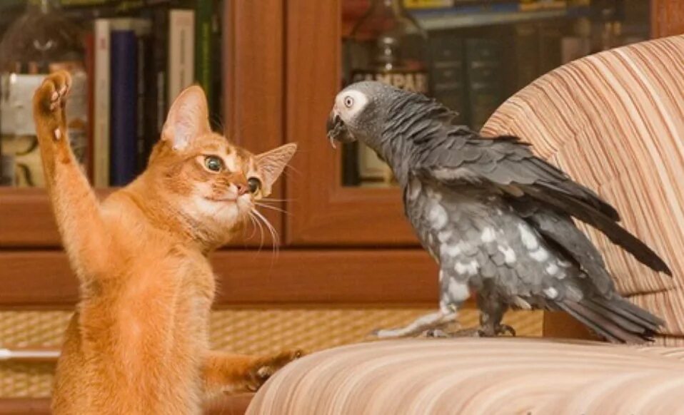 Кот ест двумя лапами. Кот с сосисками. Рыжий кот с сосиской. Кошка без задней ноги. Кошка прячет еду.