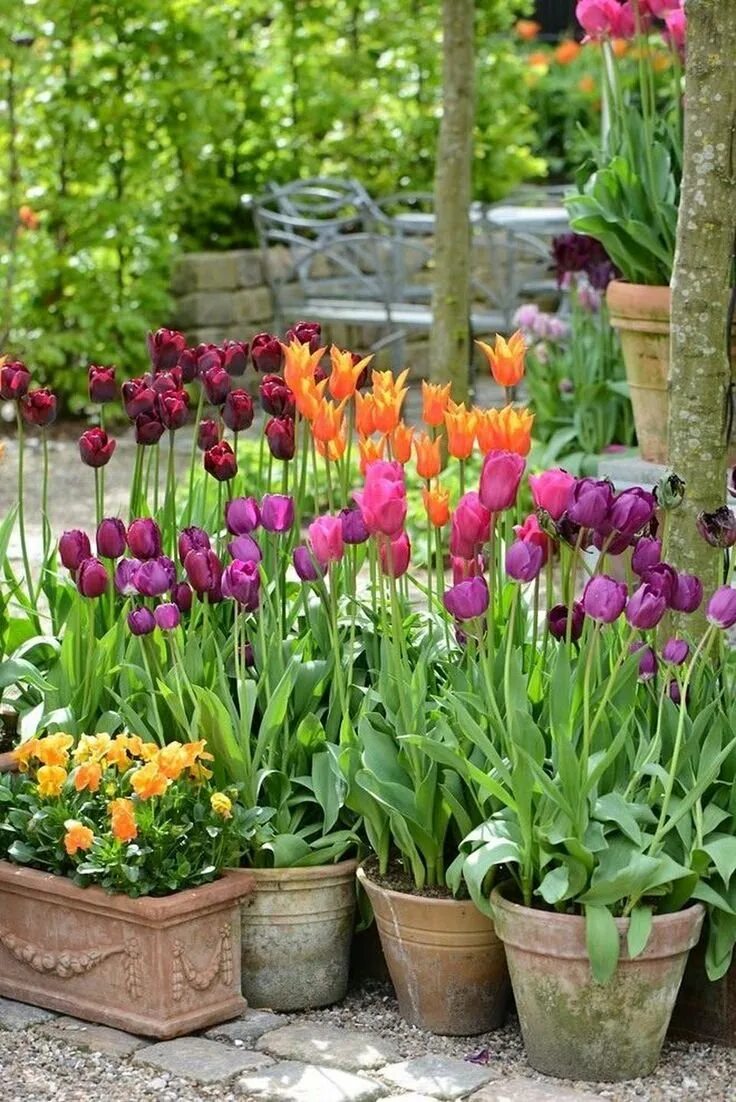 Можно посадить тюльпаны в марте. Цветы луковичные многолетники тюльпаны. Иерусалимский тюльпан горшечный. Однолетние луковичные тюльпаны. Цветы луковичные макадия.