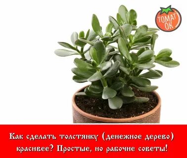 Денежное дерево простое или сложное