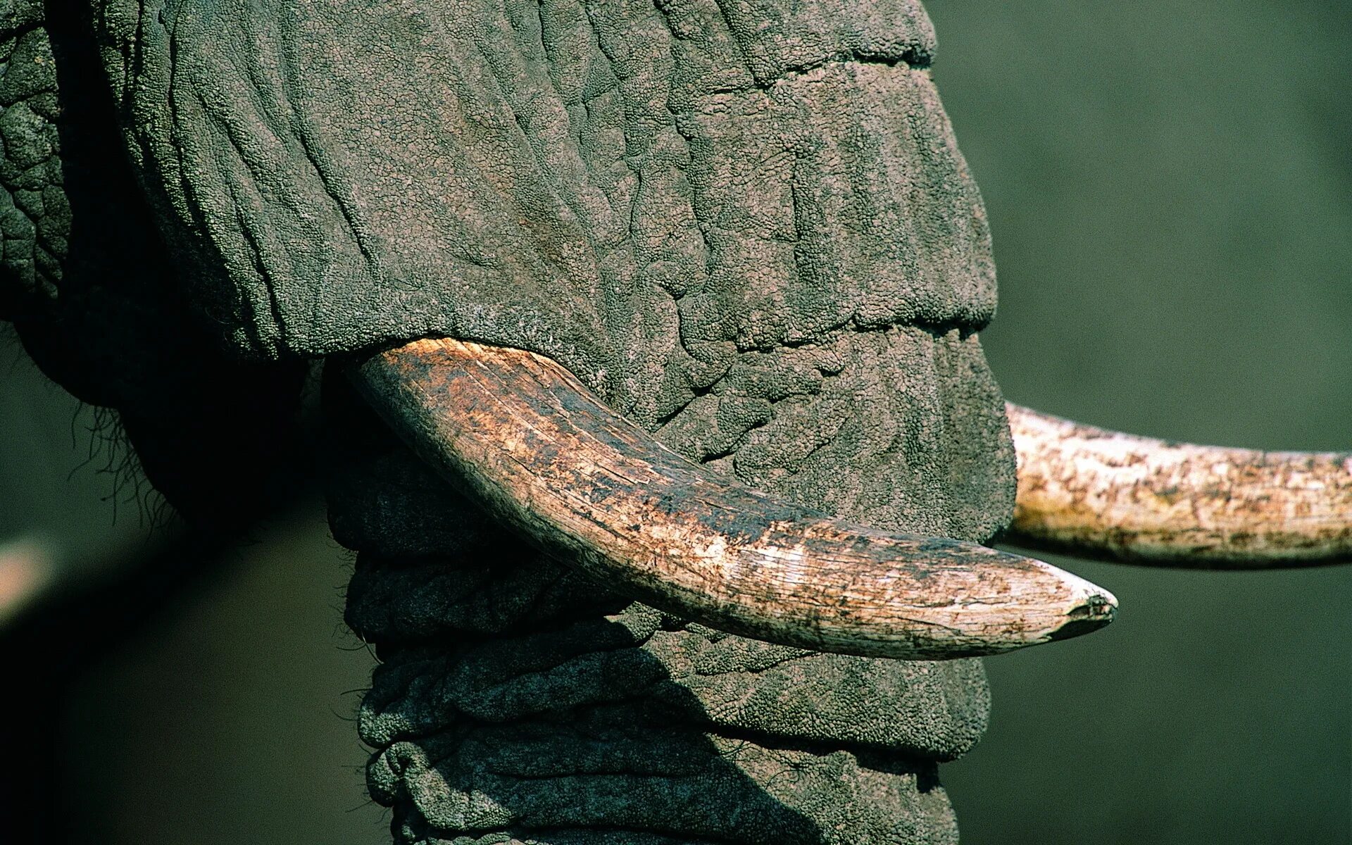 Elephant tusks. Слоновий бивень. Бивни слона. Бивень слона черный.