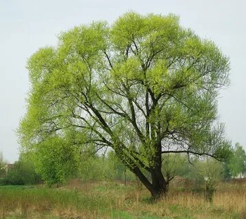 Ива ломкая