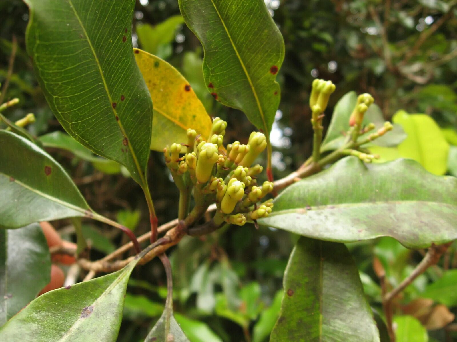 Пряное дерево. Гвоздичное дерево Сизигиум. Syzygium aromaticum гвоздичное дерево. Clove (Syzygium масло). Сизигиум («гвоздика») приправа.