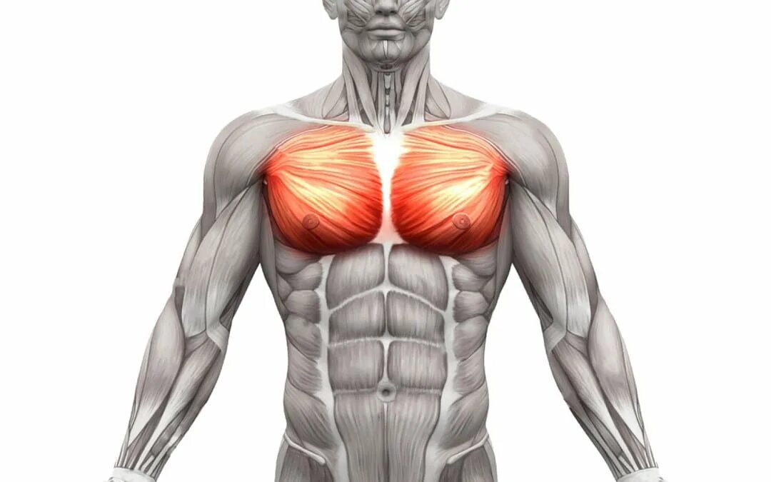 Serratus anterior мышца. Зубчатые мышцы живота анатомия. Передняя зубчатая мышца живота. Зубчатая мышца анатомия.