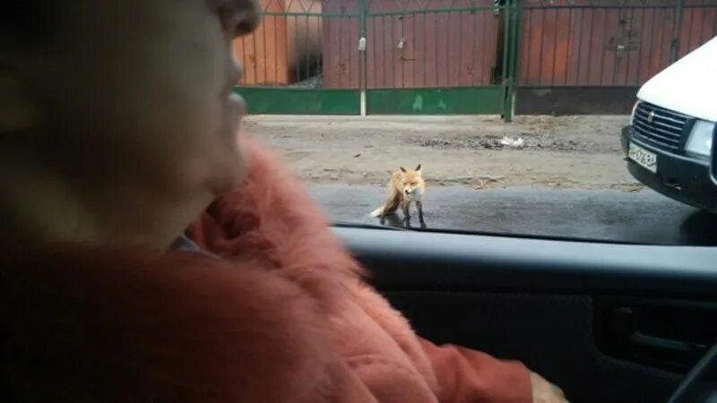 Бешеный бегает. Кот и лис в машине. лиса бешеная бегает по городу. лиса прыгнула в машину.