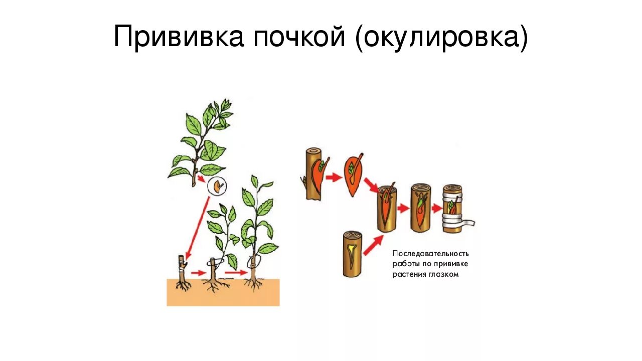 Прививка растений вегетативное размножение. Вегетативное размножение прививкой рисунок. Вегетативное размножение прививкой. Вегетативное размножение цветковых растений прививкой. Вегетативное размножение последовательность действий