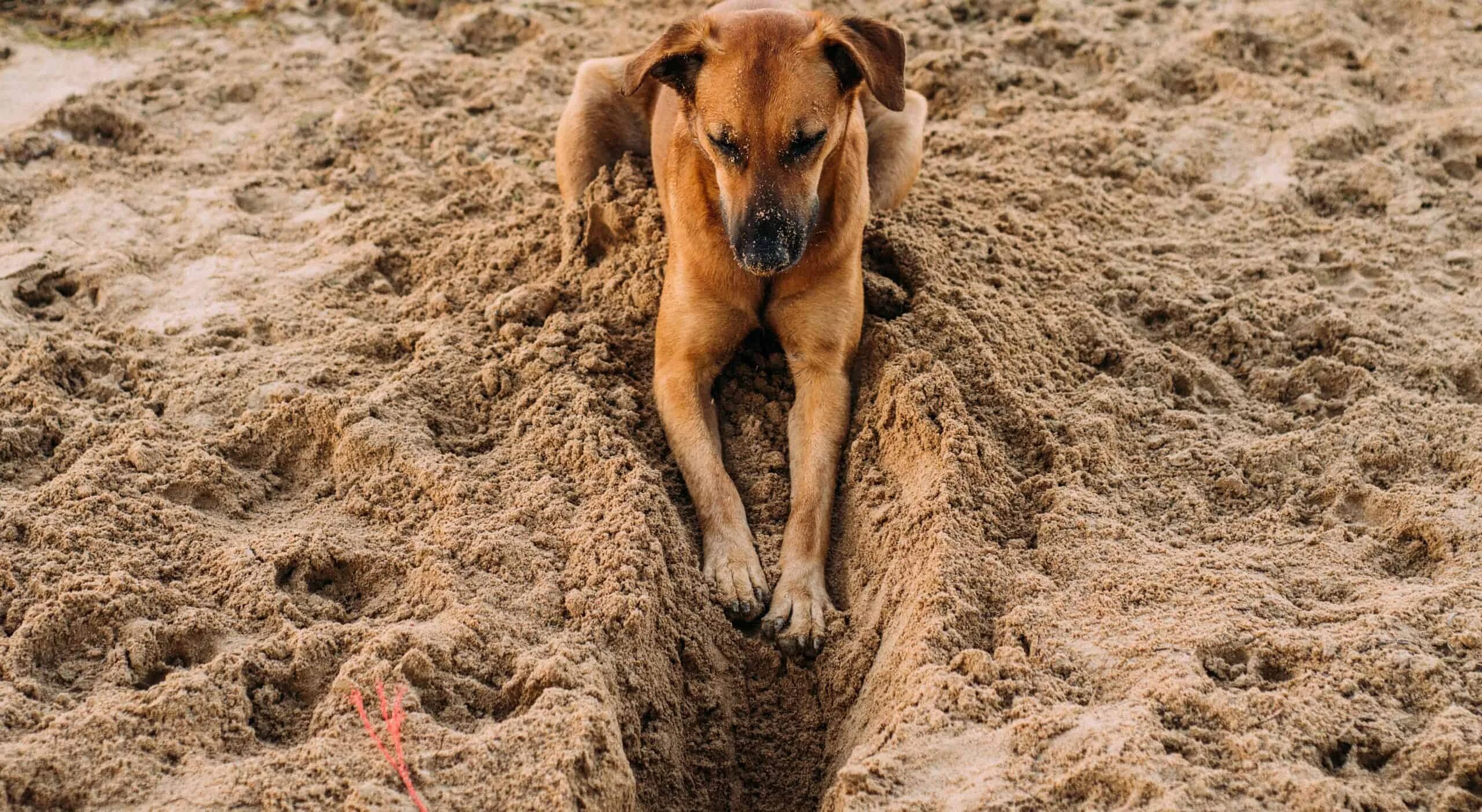 Собака есть песок