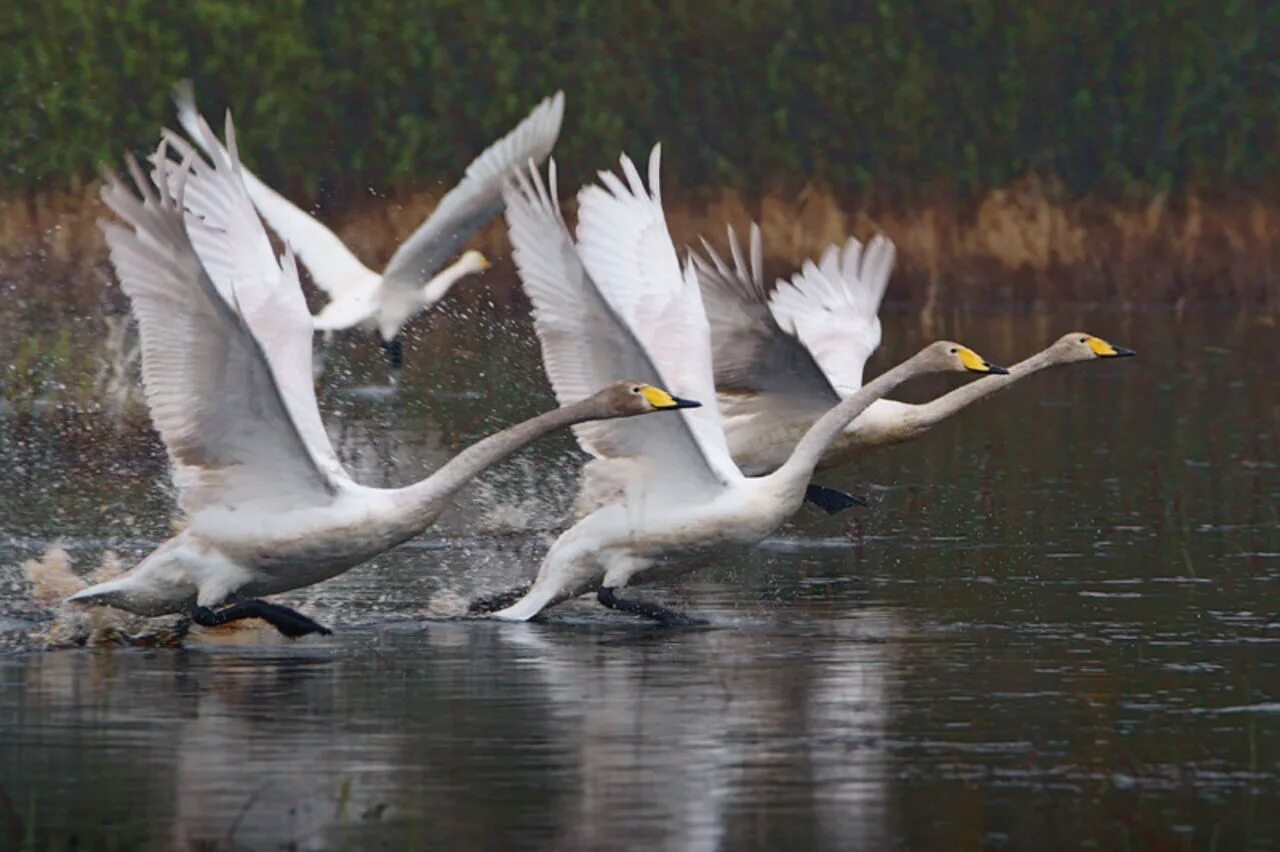 Раненый лебедь картинки. Буйвол плывет. Лебедь. Отпустили лебедей. Отпустили лебедей.