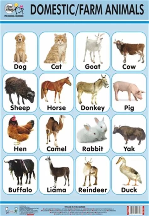 Домашние животные на англ. Карточки животные на английском языке для детей. Домашние животные на английском. Животные английский для детей карточки. Домашние животные на английском для детей.
