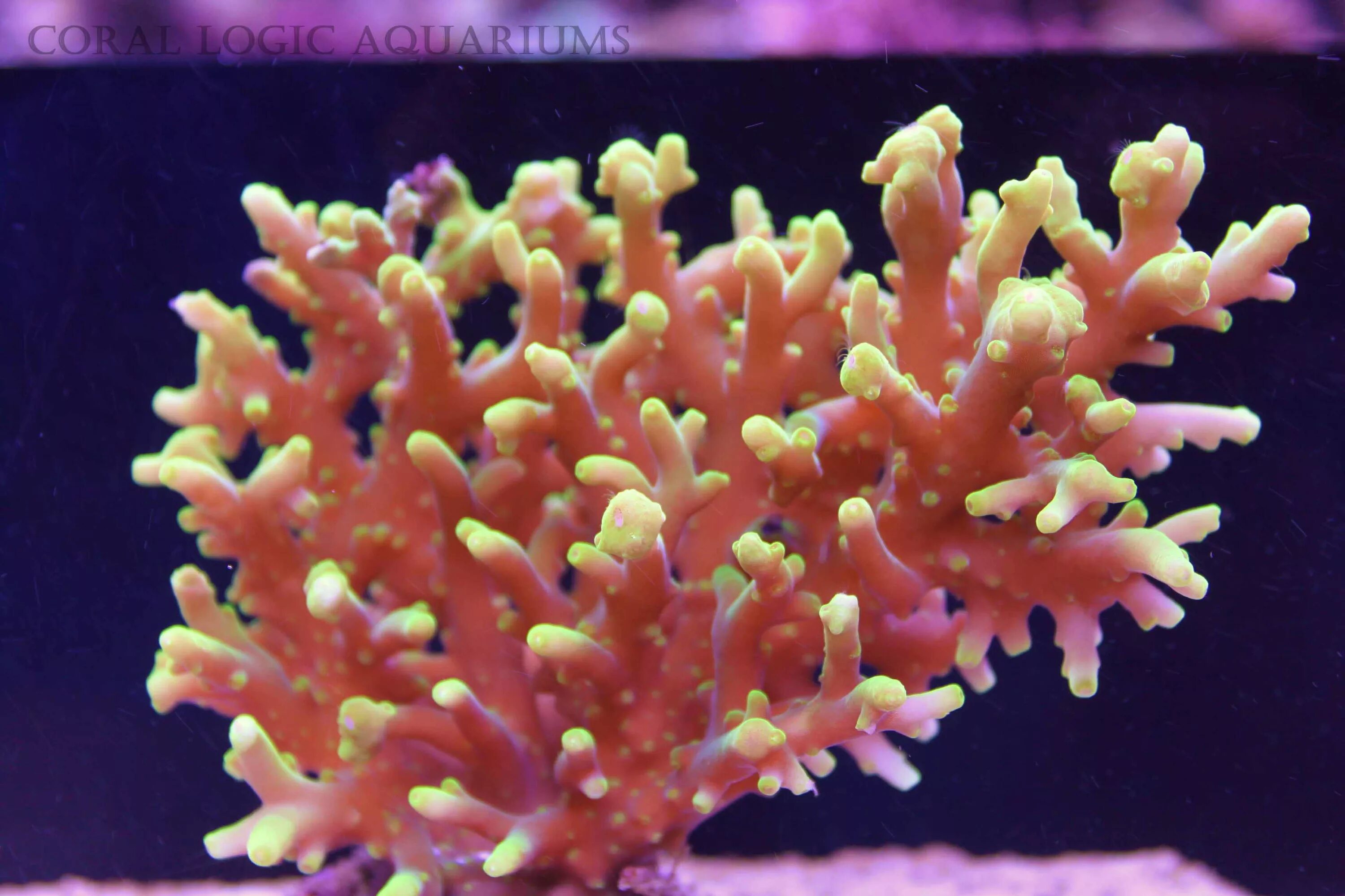 Кишечнополостные кораллы. Медуза актиния. Полип обыкновенный. Полип обыкновенный. Полип обыкновенный.