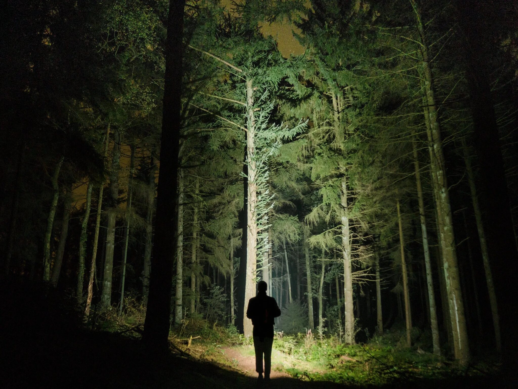 Forest of fear