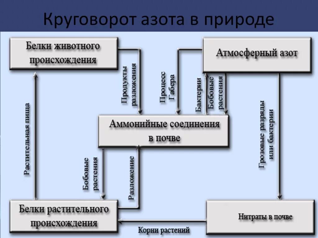 Соединения азота в почве. Круговорот азота в природе. Круговорот азота в природе схема. Цикл азота в природе. Круговорот азота в природе схема 9 класс.