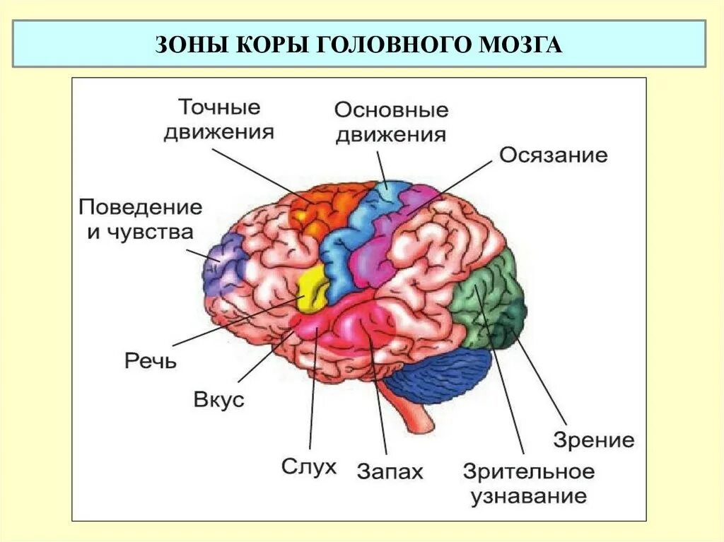 В какой зоне расположена слуховая зона. Центры анализаторов в коре головного мозга. Центры вкусового анализатора в коре больших полушарий. Зоны чувствительности коры головного мозга. Функциональные отделы коры головного мозга.