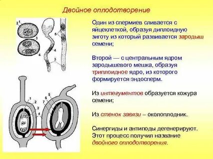 В оплодотворении участвует 1 и 1