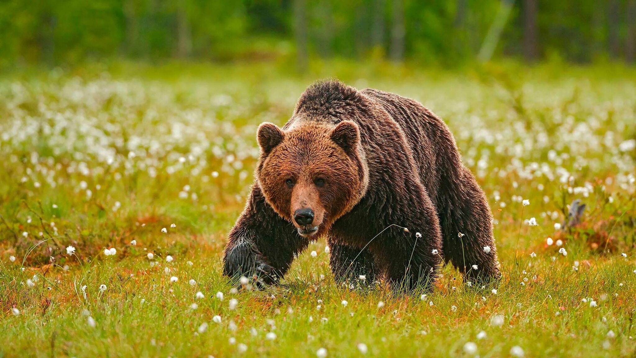 Медведь весной картинки. Бурый медведь в берлоге. Медведь летом. Бурый медведь в лесу. Весенний медведь.