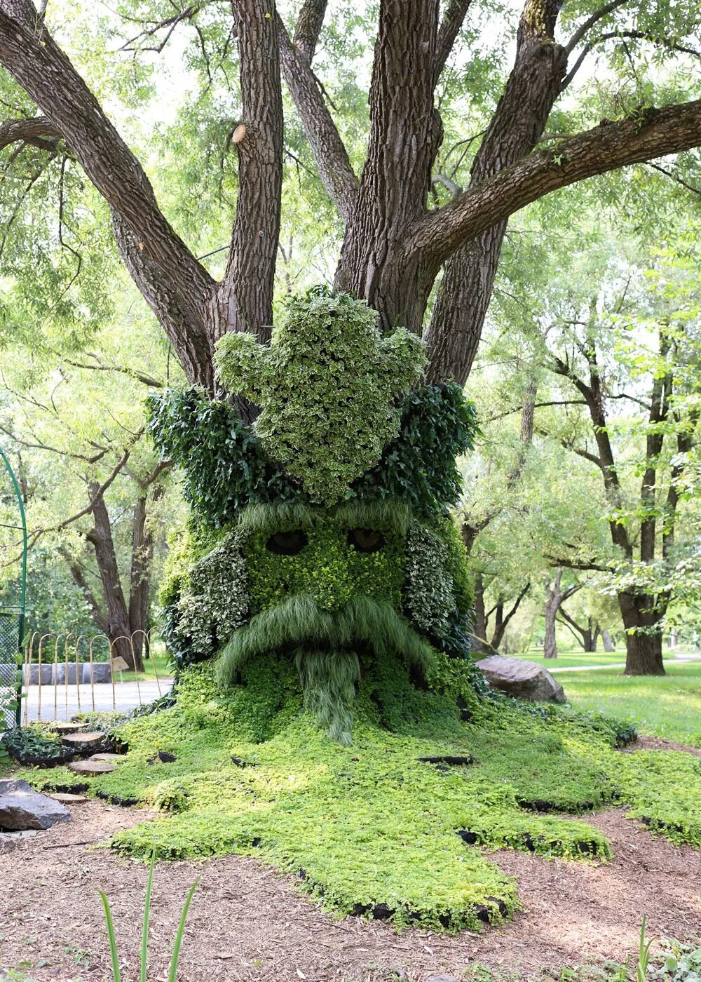 Необычные деревья и кустарники. Jardin botanique (монреаль. montreal botanical garden. красивое дерево. деревья для сада.