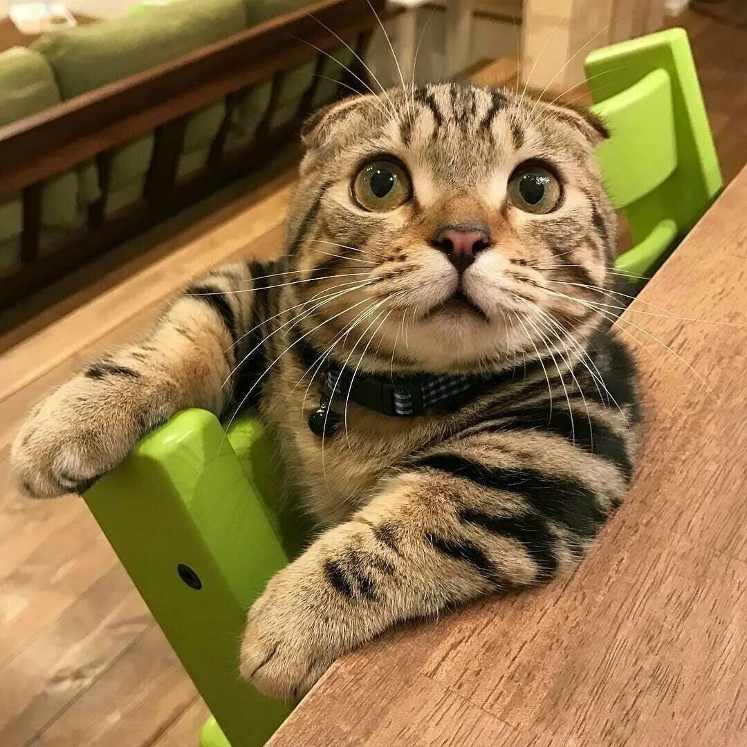 приколы с котами с озвучкой ютуб. котята приколы. прикольные котейки. смешные коты. котики смешные.