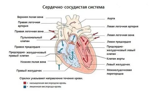 В правое предсердие впадает вена