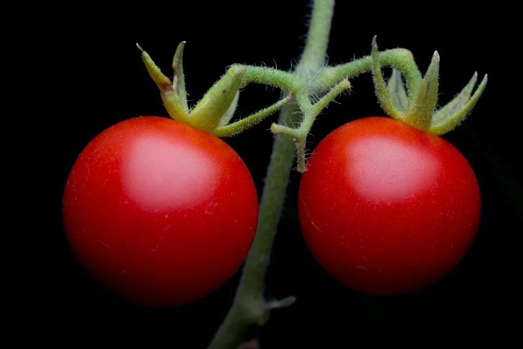 Помидоры сортов пинк. Пинк буш f1. Томат пинк леди f1. Томат сорт пинк буш. Томат сорт пинк парадайз.