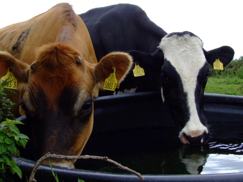 Телята пьют воду. Вода в животноводстве. Корова пьет. Корова пьет воду.
