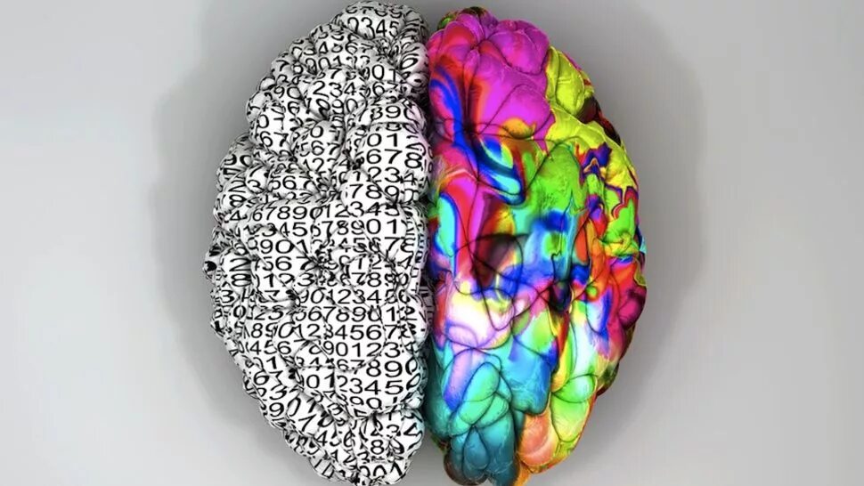 Полушария мозга. Левое полушарие. Левое полушарие мозга. Разные полушария мозга. Картинка полушарие мозга