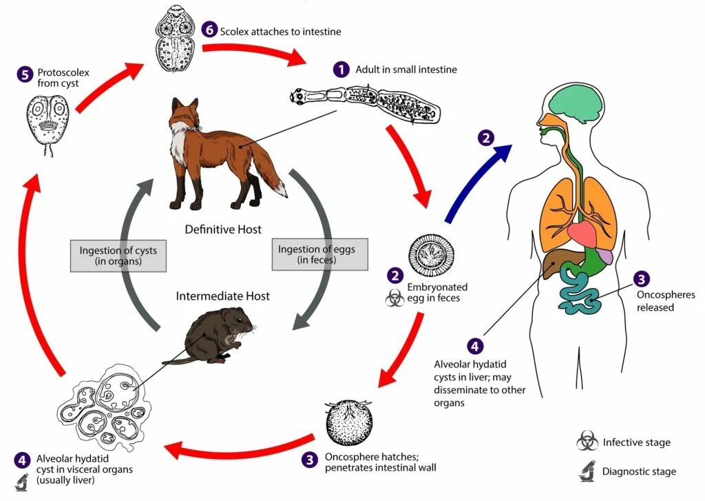 Как человек может заразиться эхинококком. Эхинококк жизненный цикл. Цикл развития эхинококка. Эхинококк строение и жизненный цикл. Цикл развития эхинококка происходит в.