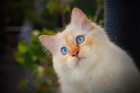 Кошки с голубыми глазами фото