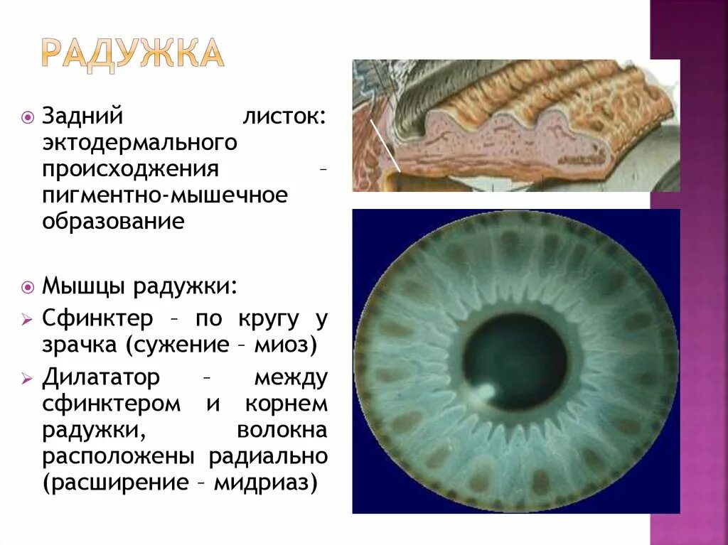 Радужная оболочка гистология. Слои Радужки. Сфинктер Радужки. Слои радужной оболочки.