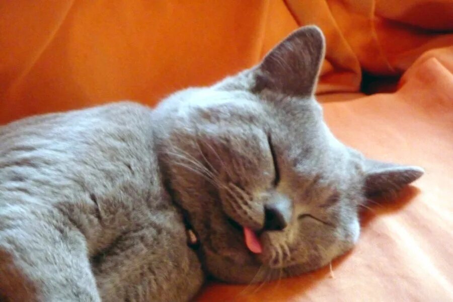 Sleeping language