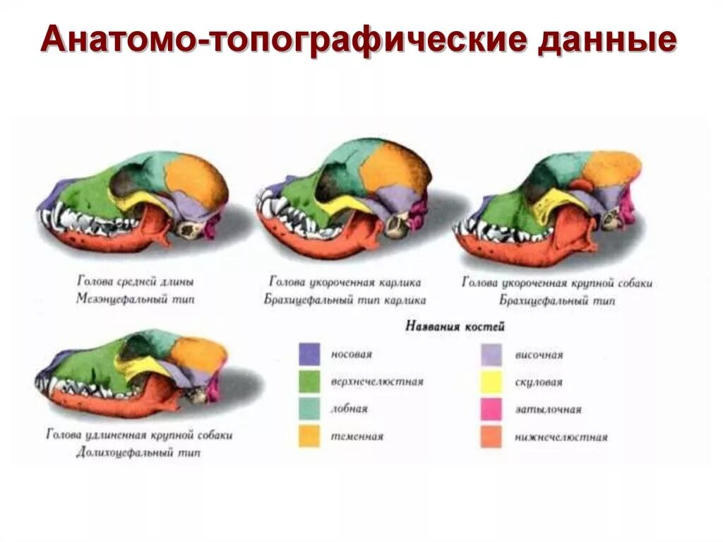 Соединение костей черепа млекопитающих. Мозговой и лицевой отдел черепа собаки. Строение костей черепа собаки. Мозговой отдел черепа кости анатомия животных. Кости мозгового отдела черепа собаки.