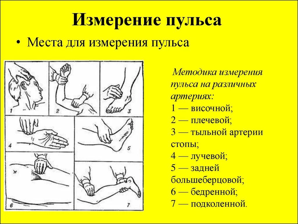 Почему измеряем пульс. Перечислите места измерения артериального пульса:. Измерение пульса на височной артерии алгоритм. Методы измерения пульса у человека. Правила и методика измерения пульса.