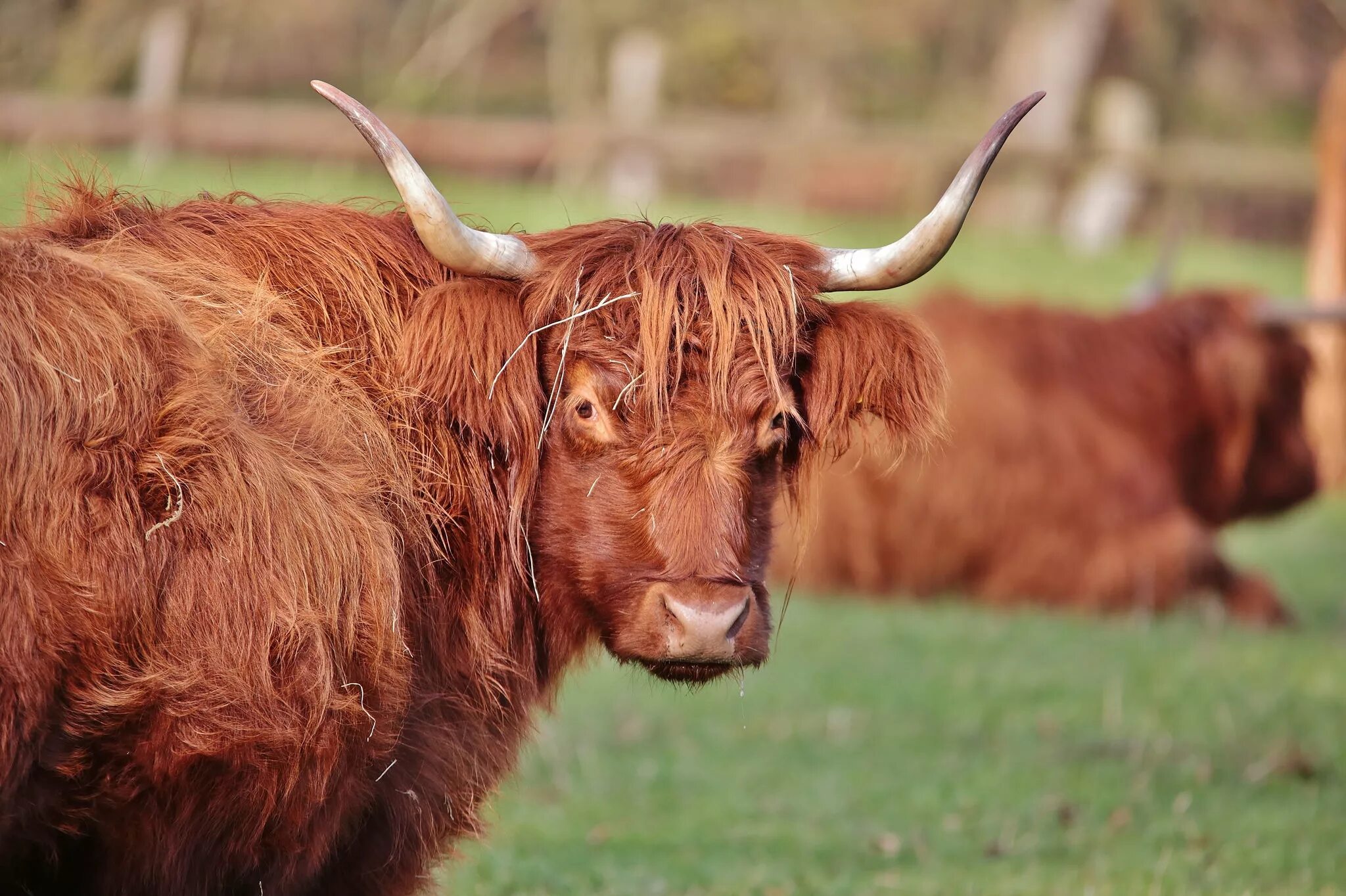 Год красной коровы. Ирландский бык. Бугай фото бык. Рыжий бык порода. Рога коровы.