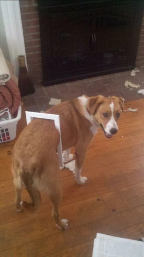 дом для собаки. собака беспорядок в квартире. собаки для квартиры. как оставить дома одну беспокойную собаку. собака нашкодила.