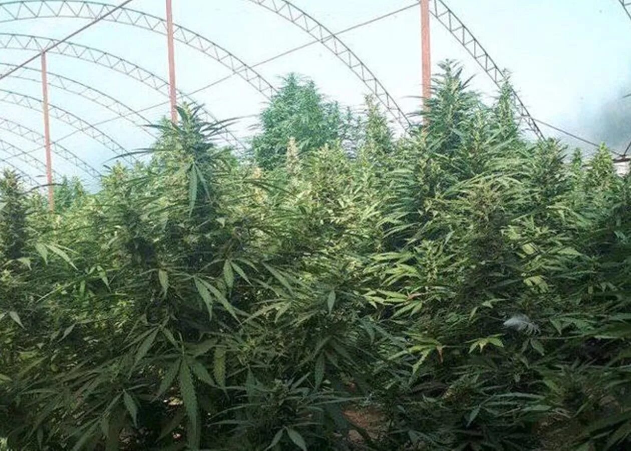 Куст 15. Куст марихуаны. теплица куст конопли. куст каннабиса. кустик конопли.