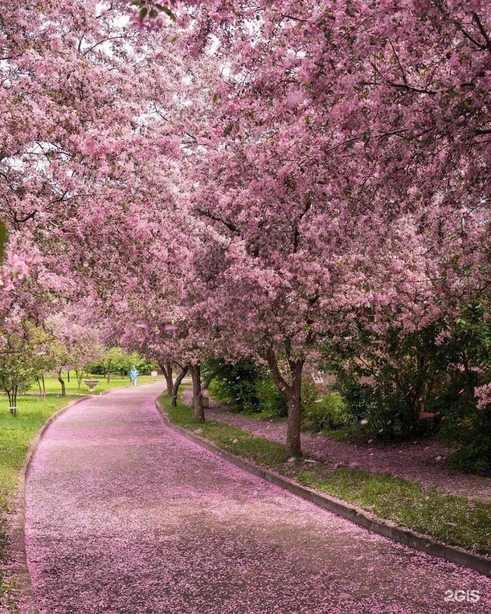 Екатерининский парк сакура. Екатерининский парк в москве розовые яблони. Екатерининский парк в москве сакура. Екатерининский парк яблони. Яблоневый сад екатерининский парк.